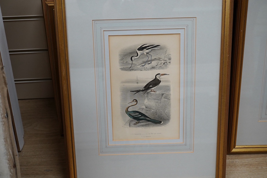 Twenty two 19th century French steel hand coloured engravings, birds to include ‘L’avocette’, 20 x 14cm. Condition - fair